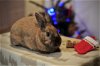 adoptable Rabbit in  named Shuri