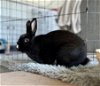 adoptable Rabbit in  named Rutabaga (bonded with Broccolini 20)