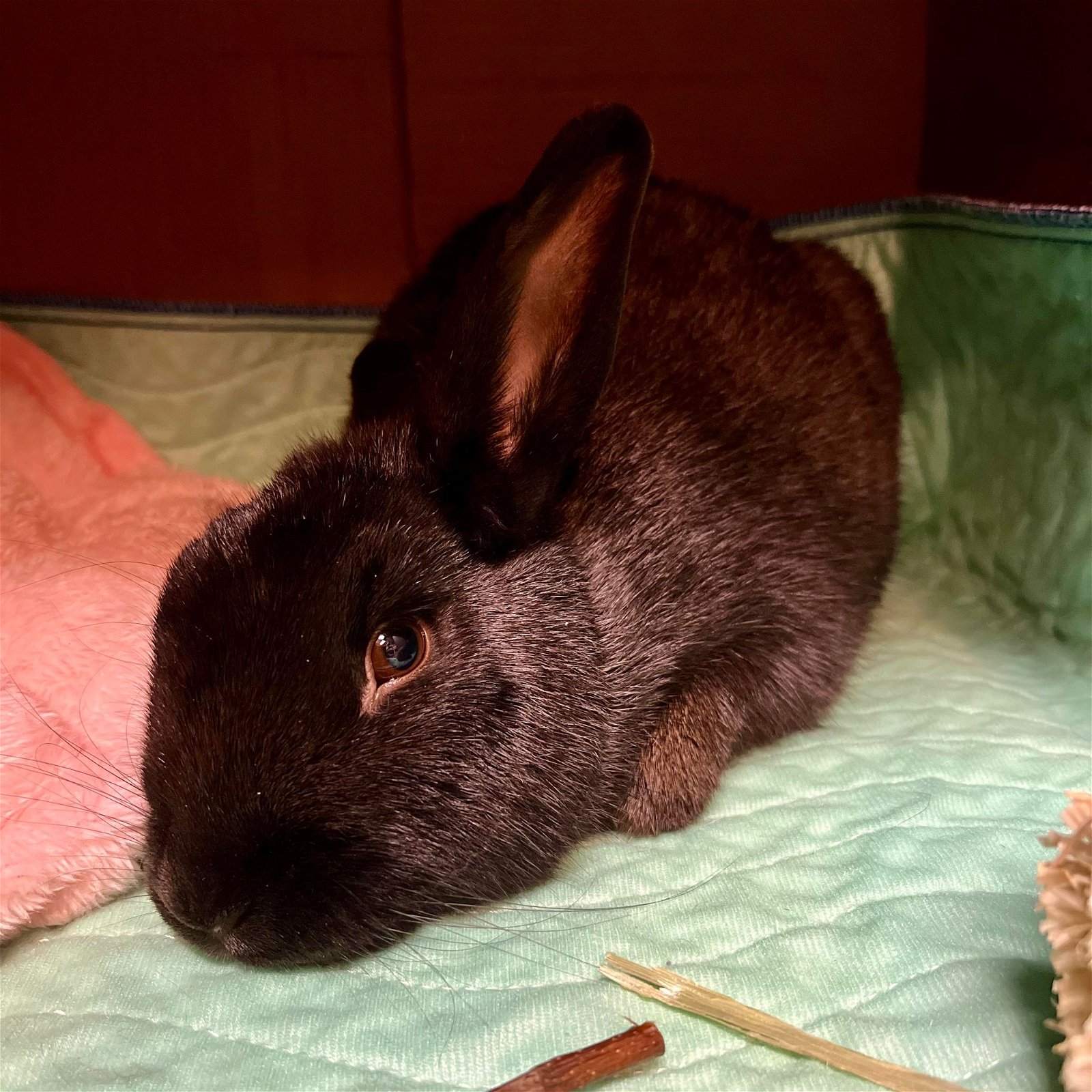adoptable Rabbit in Portland, OR named Broccolini (Bonded with Rutabaga 19)