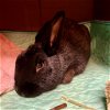 adoptable Rabbit in  named Broccolini (Bonded with Rutabaga 19)