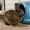 adoptable Rabbit in , OR named Lechuga