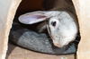 adoptable Rabbit in , OR named Stardust
