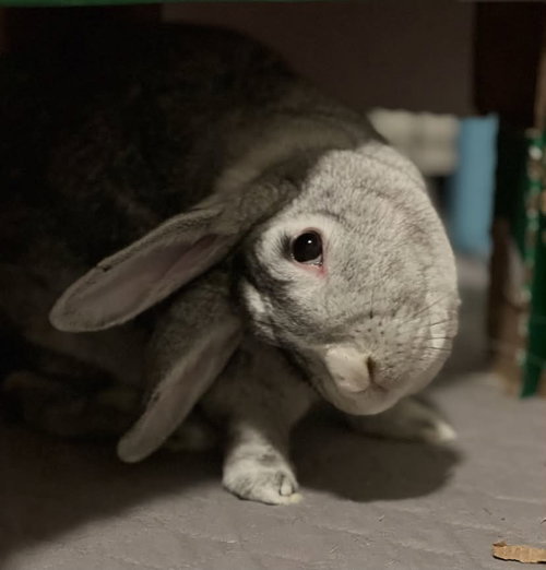 Stardust, a rabbit for adoption from Cannon Beach Bunny Rescue