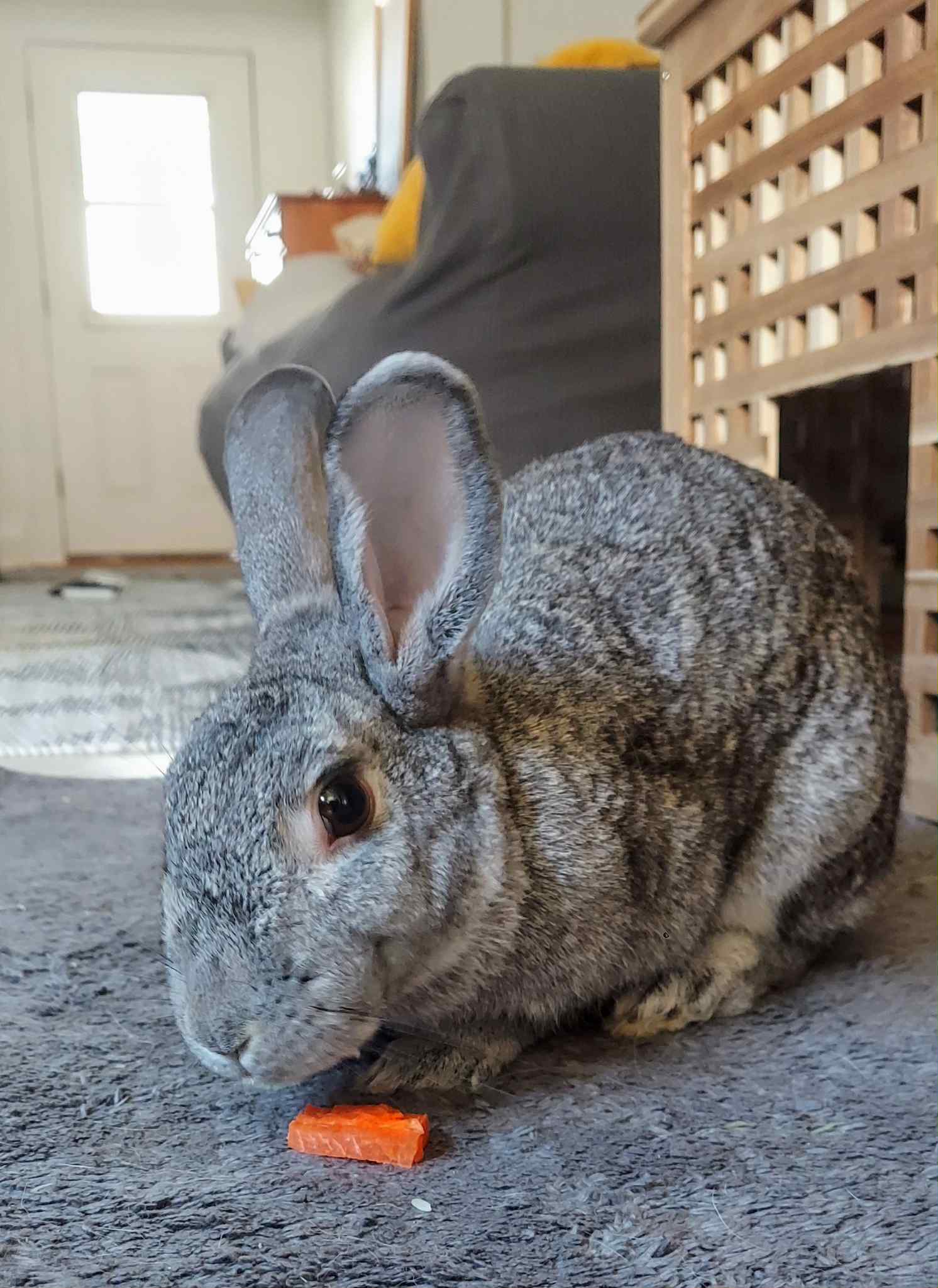 adoptable Rabbit in Portland, OR named Pepper