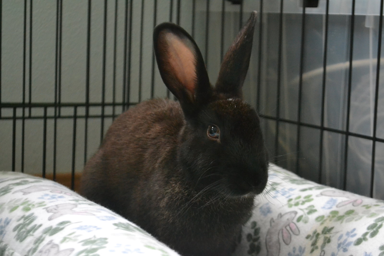 Ellie, photo 5