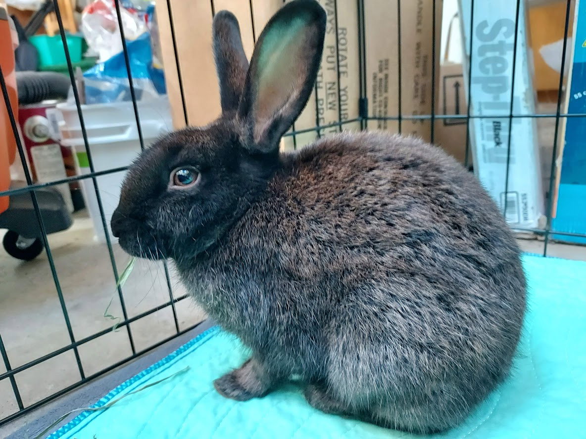 Ellie, photo 6