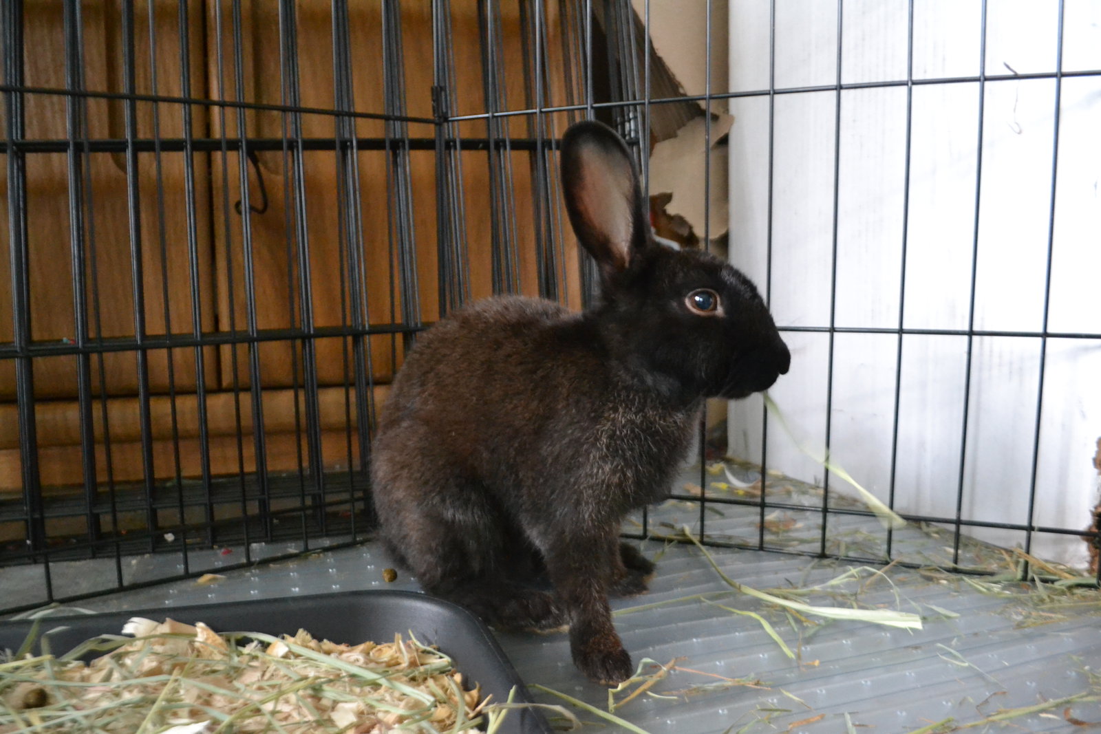 Ellie, photo 7