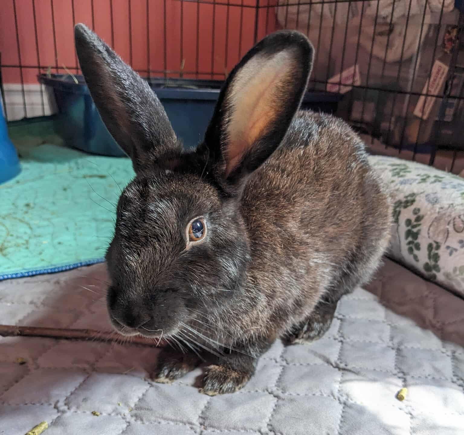 Ellie, photo 3