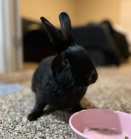 Parker, Bunny Rabbit / Mixed (short coat)