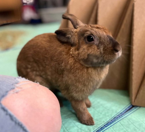 Breeze, a rabbit for adoption from Cannon Beach Bunny Rescue