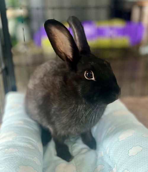Storm, a rabbit for adoption from Cannon Beach Bunny Rescue