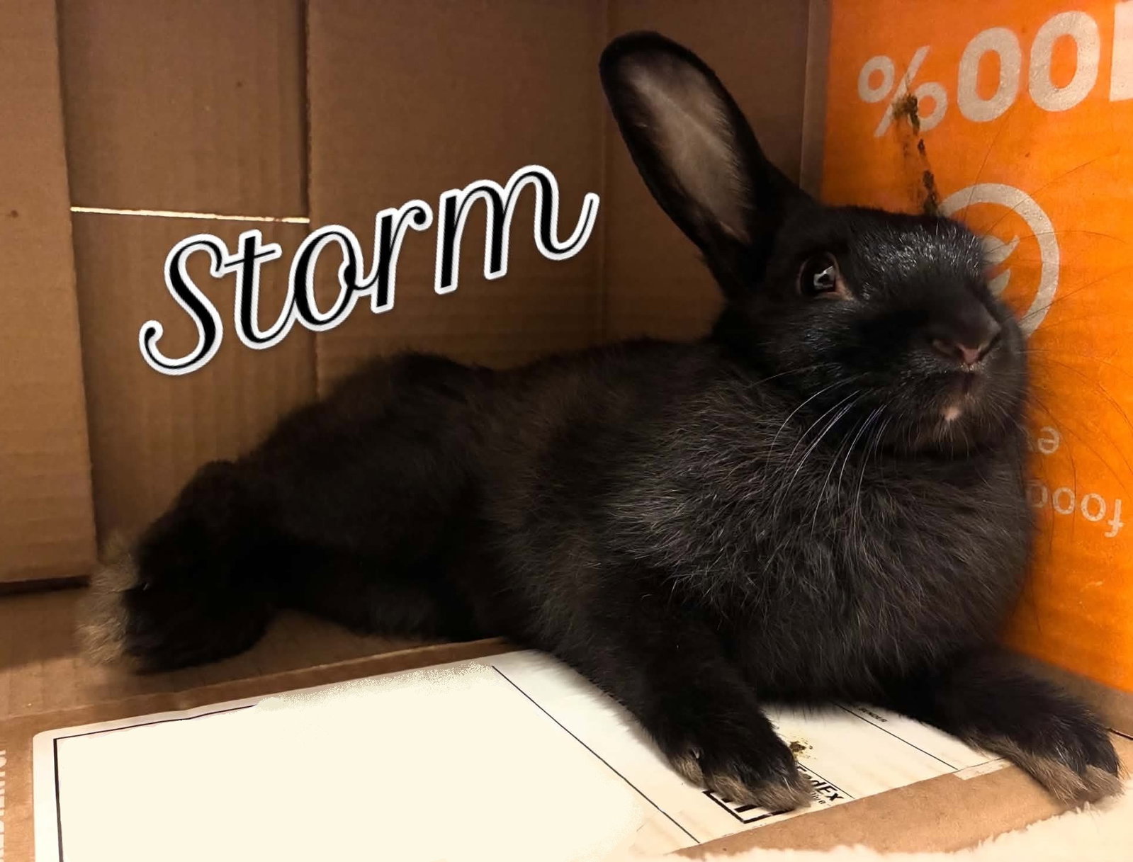 Storm, photo 4