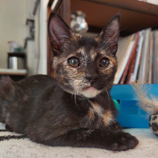 adoptable Cat in Los Angeles, CA named Chelsie