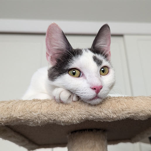 adoptable Cat in Los Angeles, CA named Abby