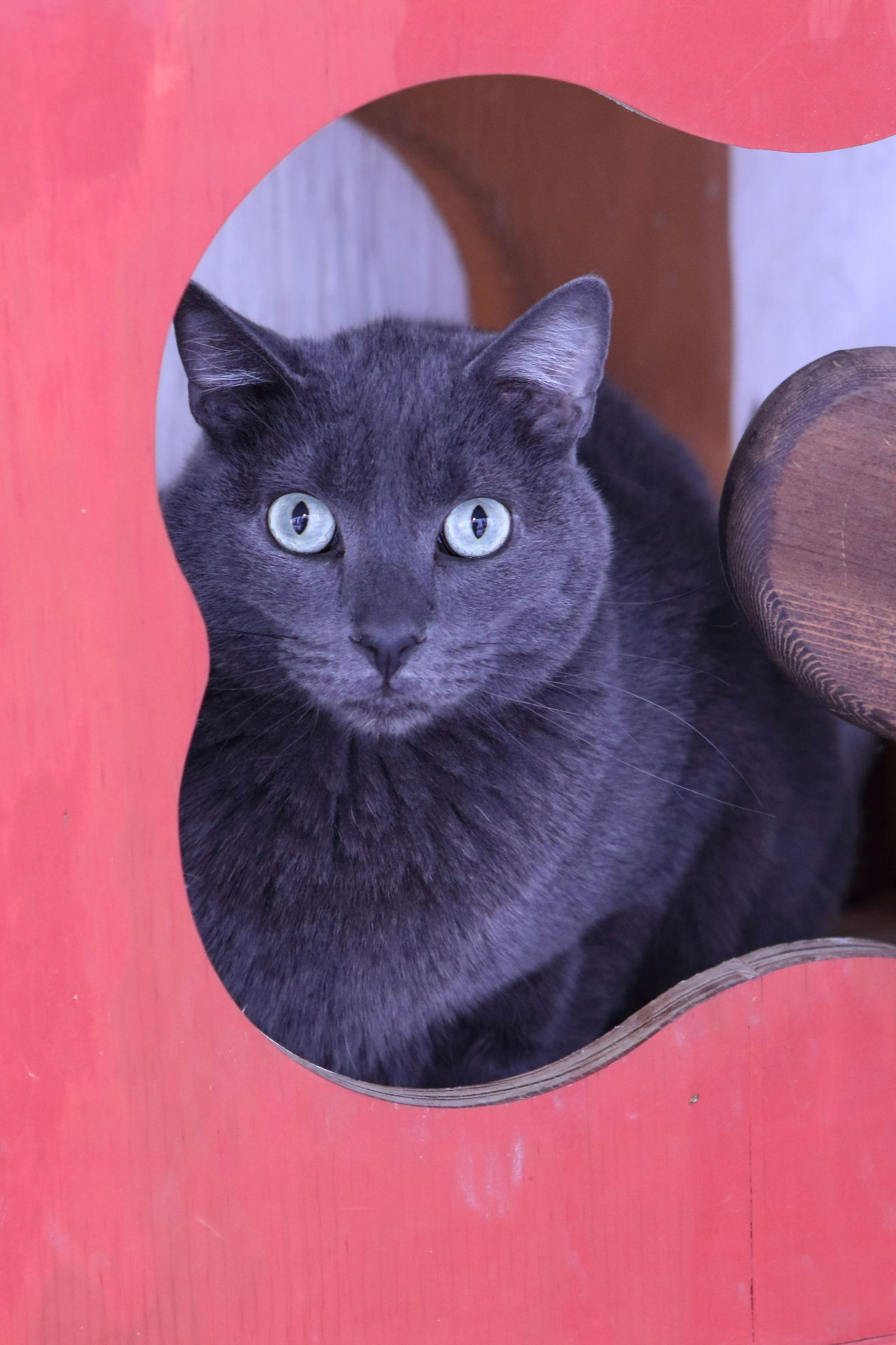 adoptable Cat in Austin, MN named OLI