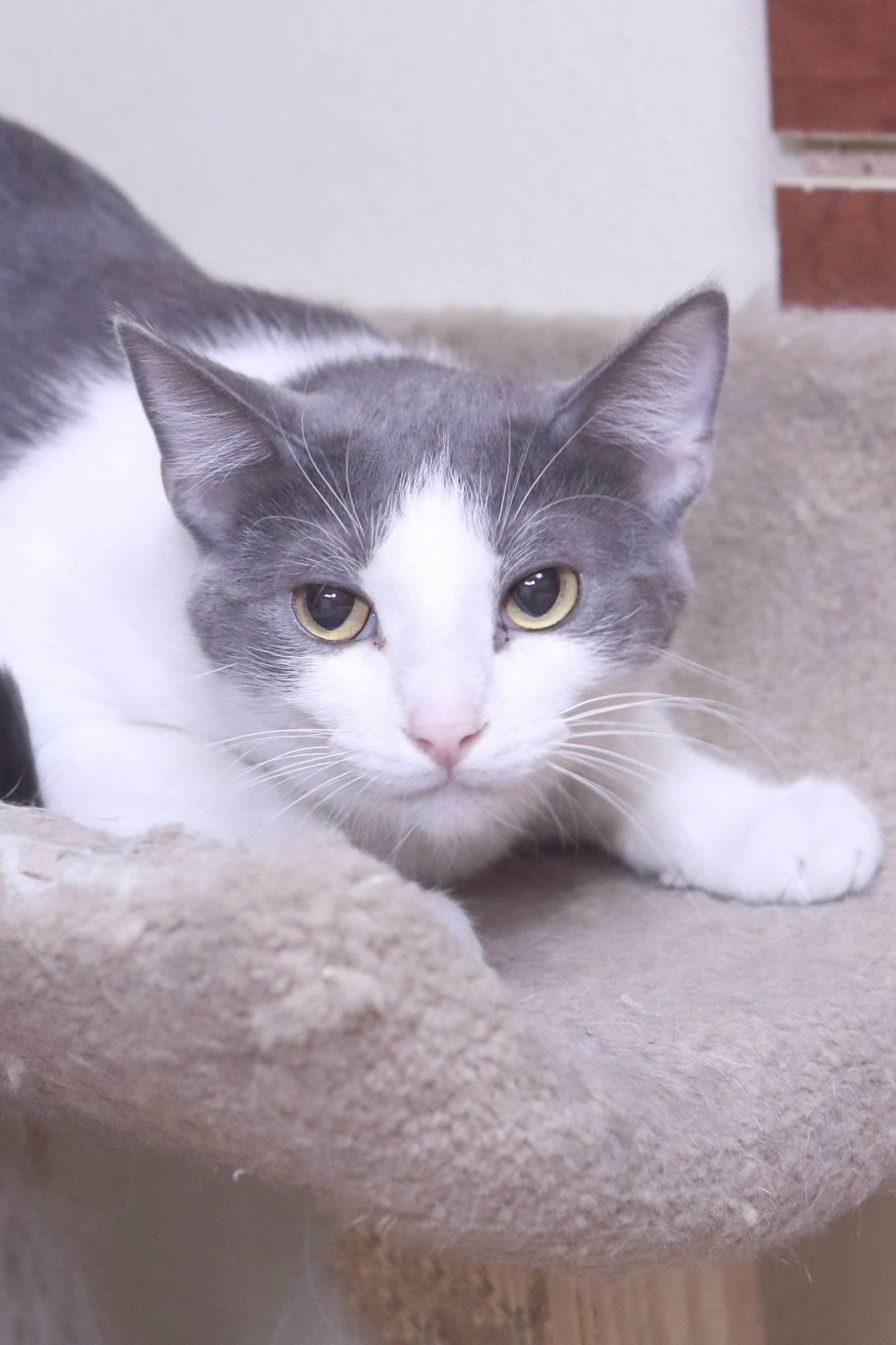adoptable Cat in Austin, MN named Beckham