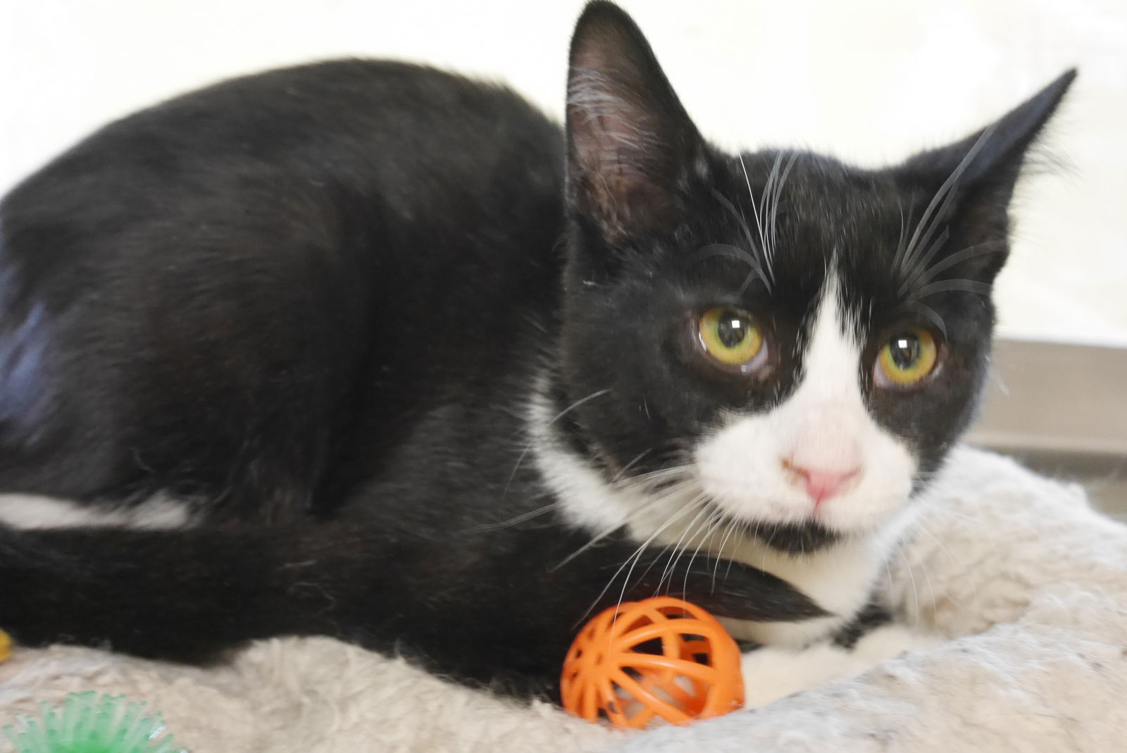 adoptable Cat in Austin, MN named GARY