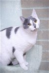 adoptable Cat in , MN named JT