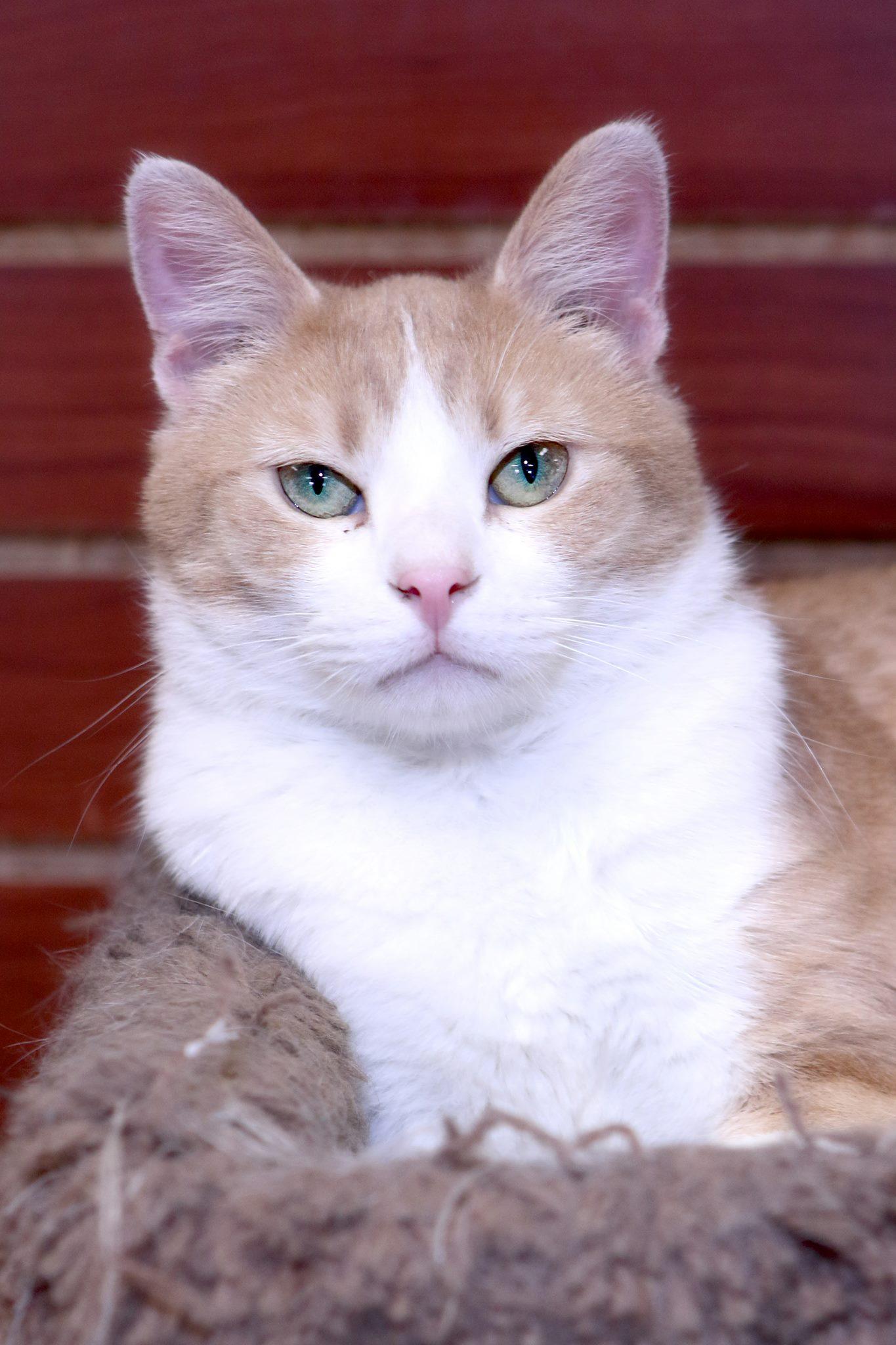 adoptable Cat in Austin, MN named TIMMY