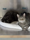 Deli - Photo 3