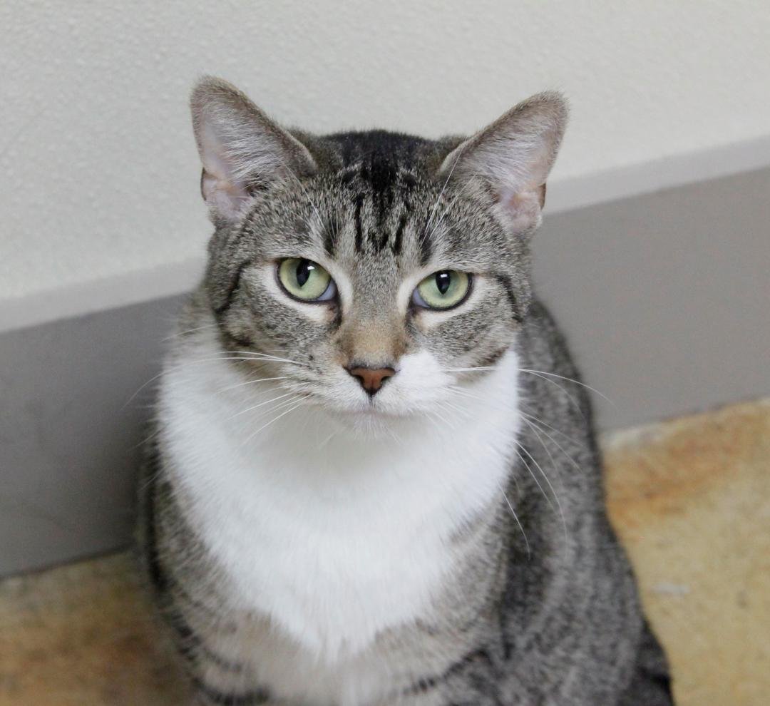 adoptable Cat in Austin, MN named Paige