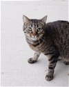 adoptable Cat in  named Podge