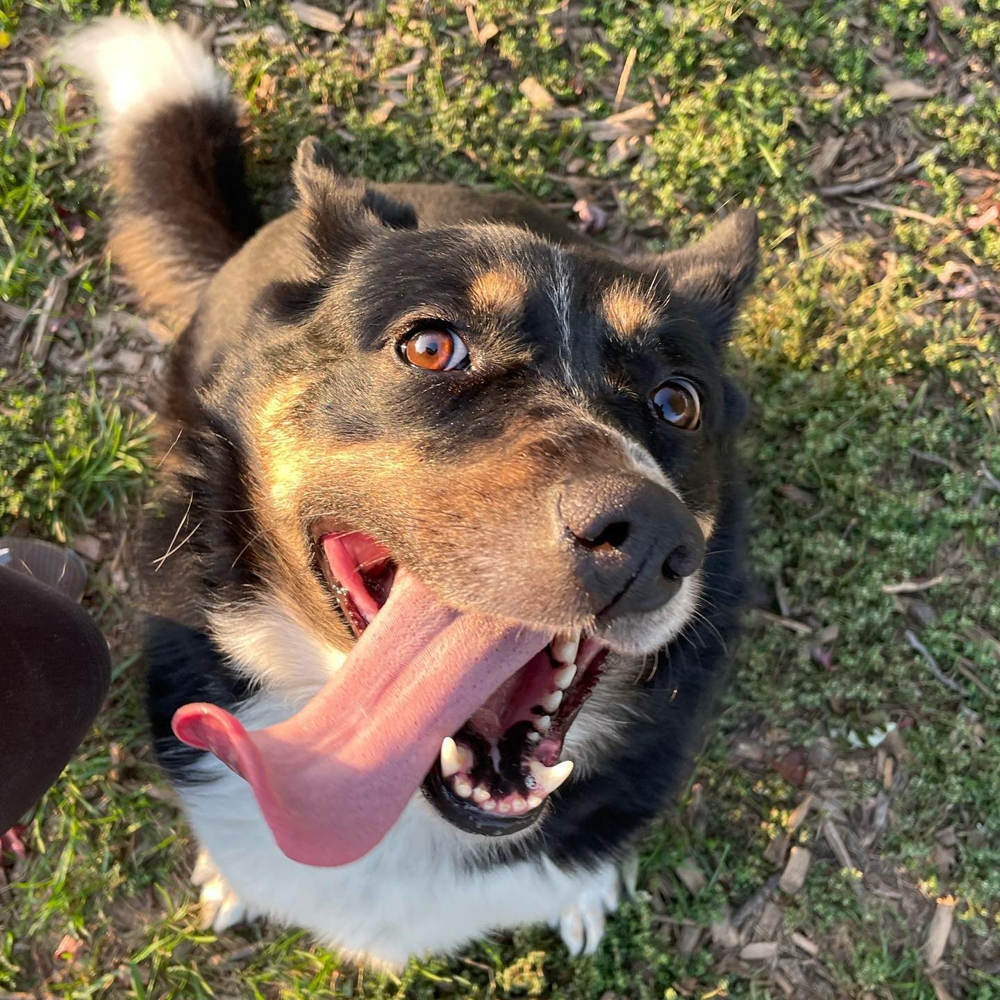 adoptable Dog in Austin, MN named Dani (longterm resident)
