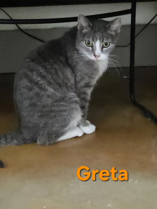 Greta photo 10