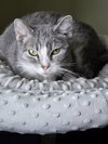 Greta - Photo 11