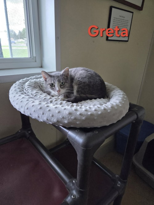 Greta photo 14