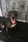 adoptable Dog in Austin, MN named Alma (aka Pretty)