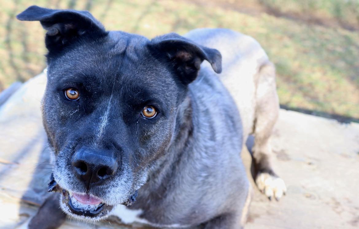 adoptable Dog in Austin, MN named Jasmine