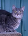 adoptable Cat in austin, MN named Roberta