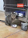 Frieda - Photo 10