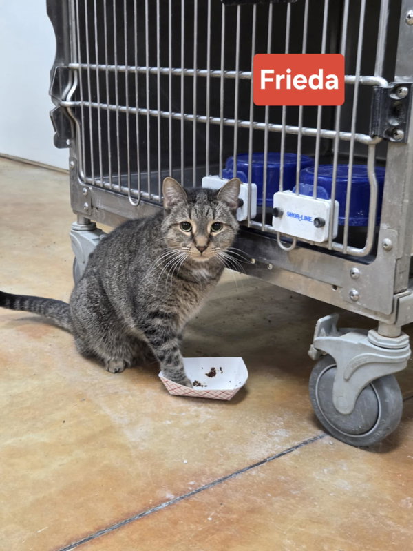 Frieda