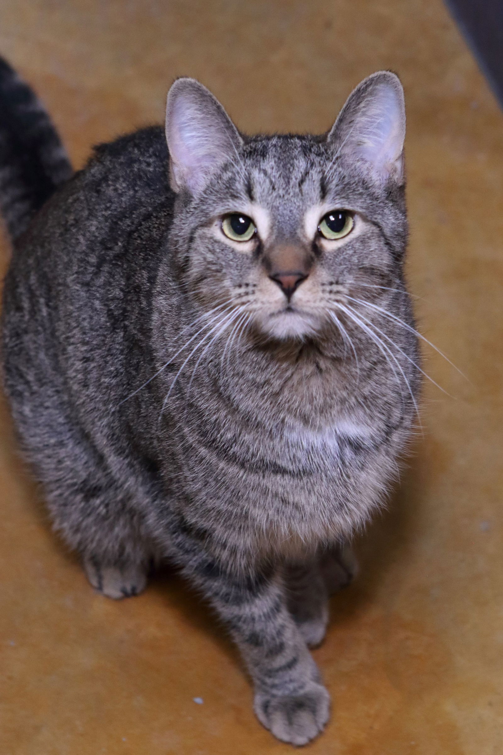 adoptable Cat in Austin, MN named Frieda