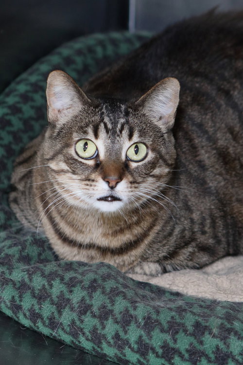 SABRINA - Tiger available for adoption