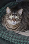 Sabrina - Photo 4