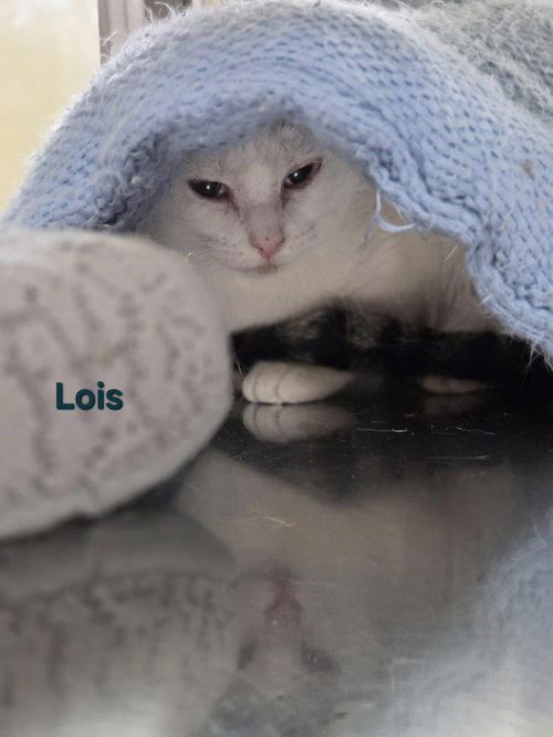 Lois, an adoptable Calico in AUSTIN, MN