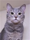 adoptable Cat in austin, MN named Leah