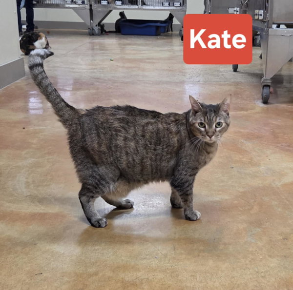 Kate