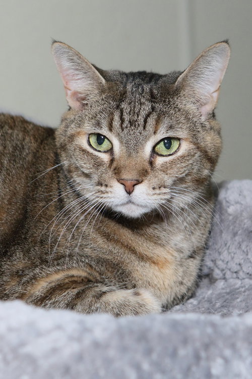 KATE - Tabby available for adoption