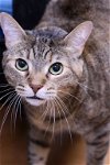 adoptable Cat in , MN named Kate