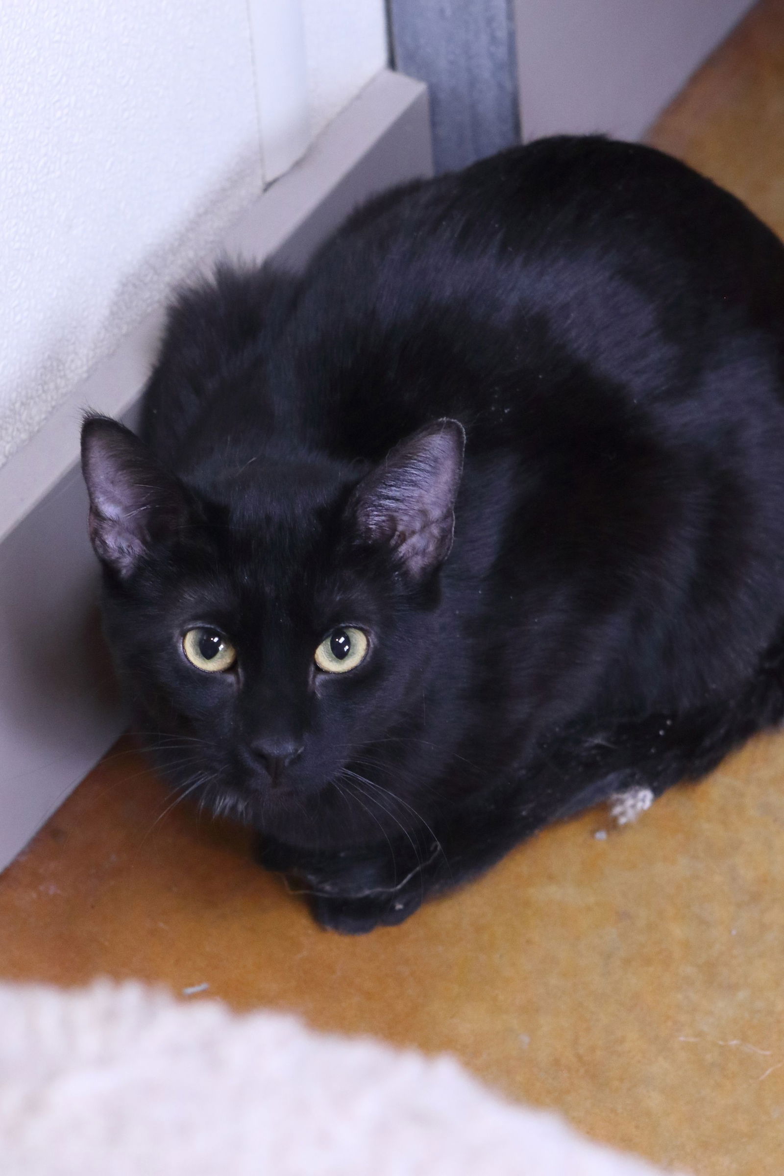 adoptable Cat in Austin, MN named Max