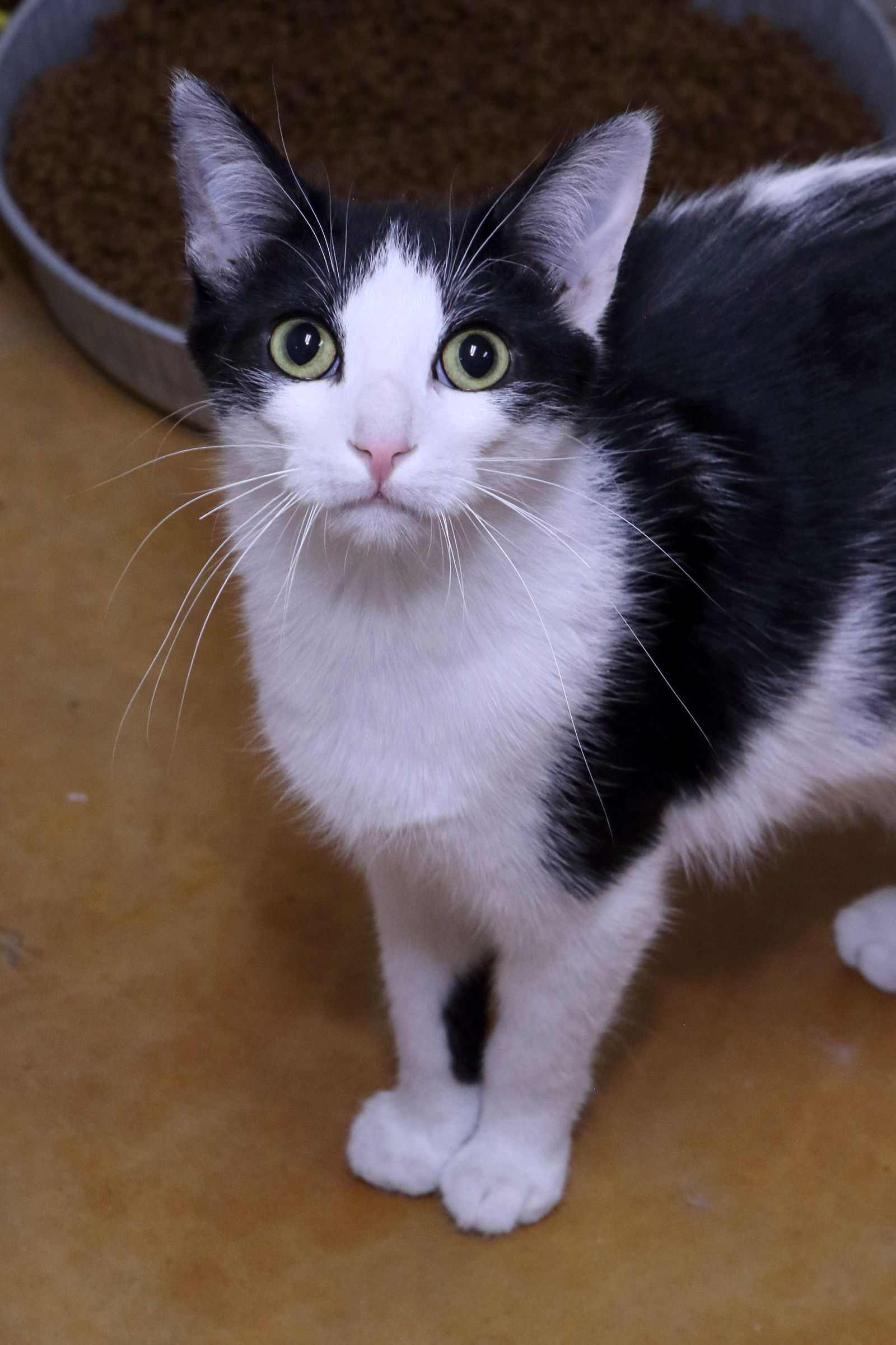 adoptable Cat in Austin, MN named Apollo