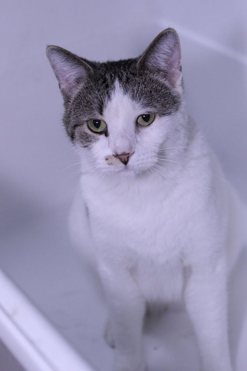 picture of the cat needing adoption