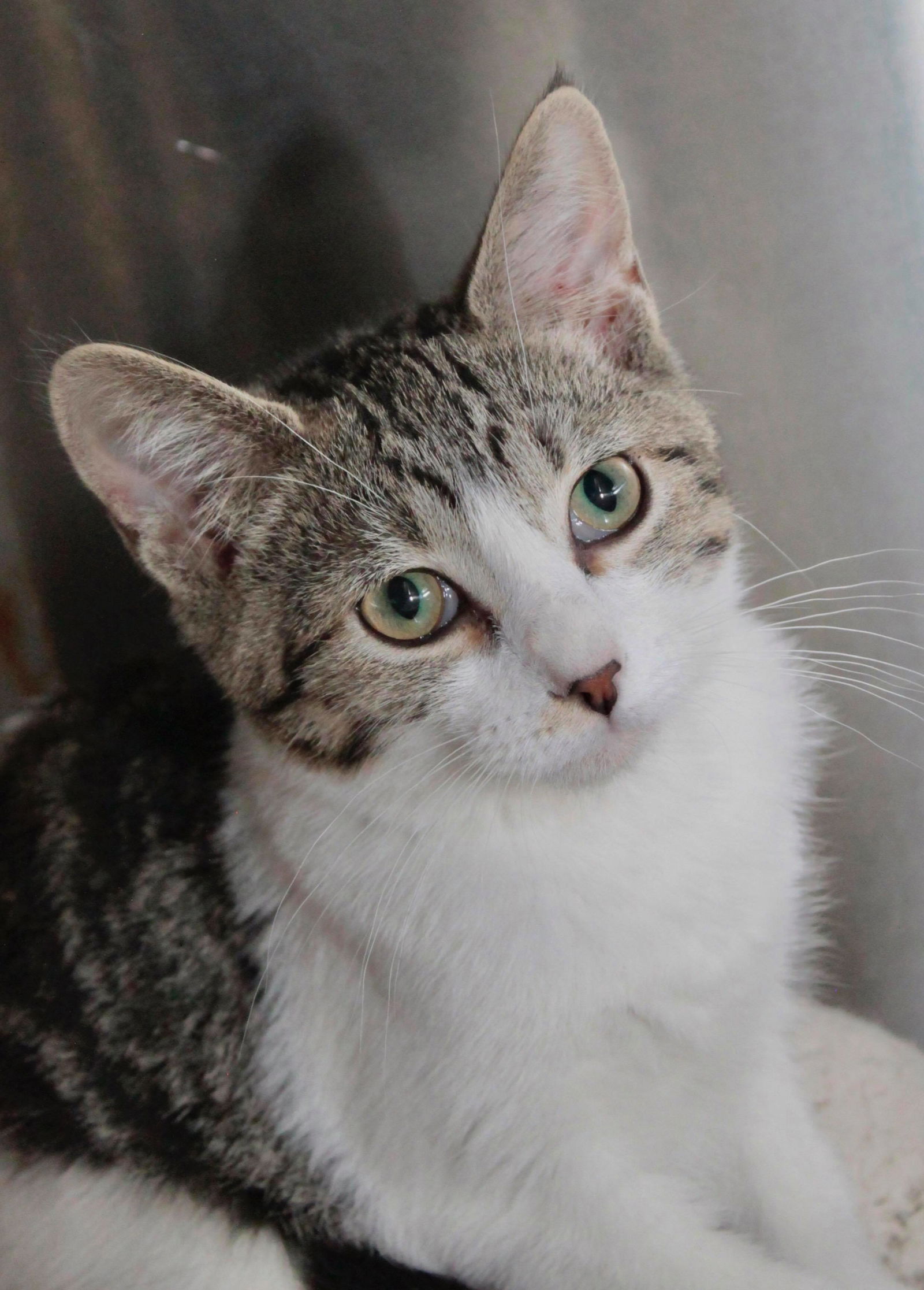 adoptable Cat in Austin, MN named Hickory