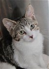 adoptable Cat in , MN named Hickory