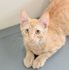 adoptable Cat in  named Aries