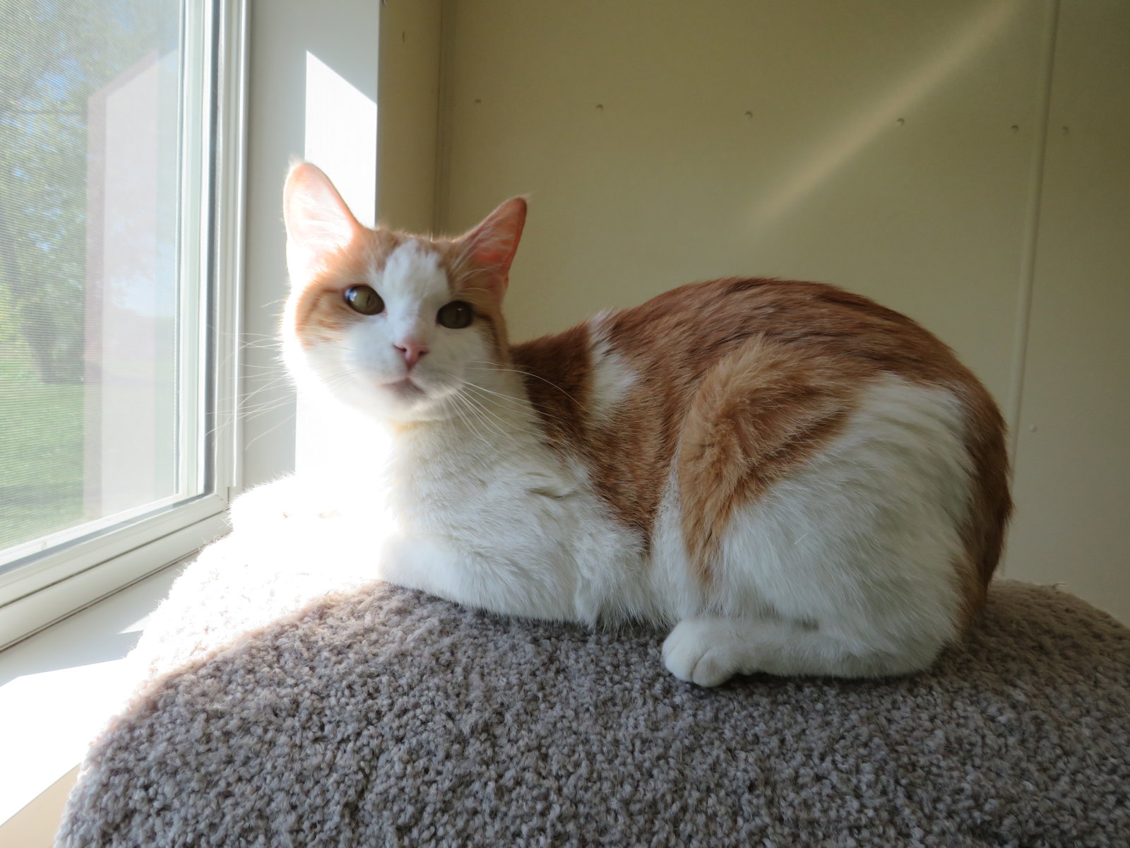 Freddie, photo 2